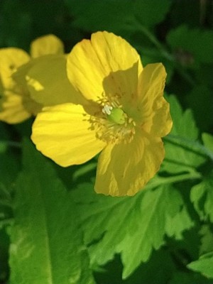 photo of Welsh Poppy