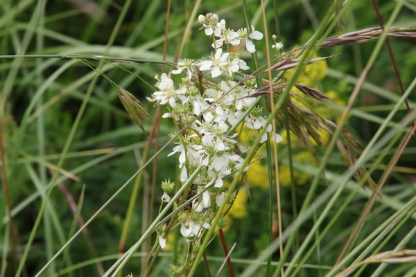 photo of Dropwort