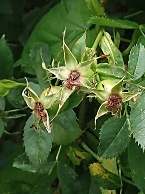 photo of Common Dog Rose