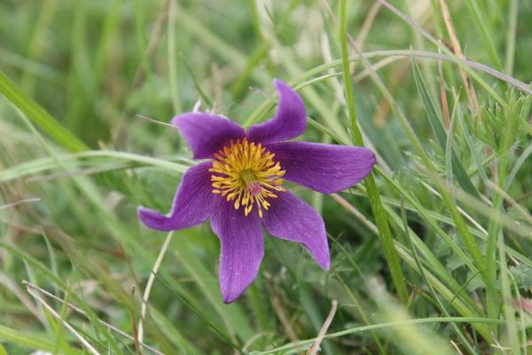 photo of Pasqueflower
