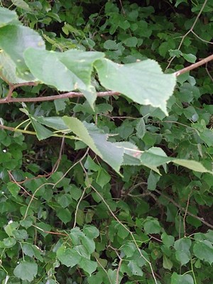 photo of Small Leaved Lime