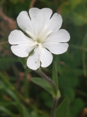 photo of White Campion