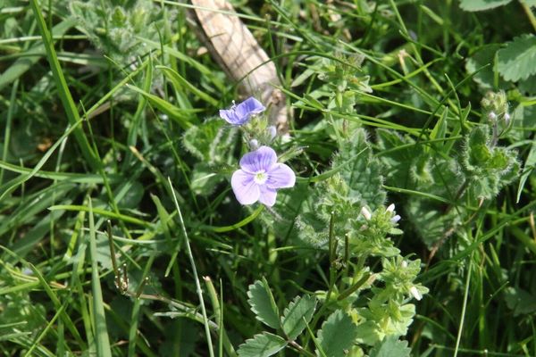 photo of Germander Speedwell
