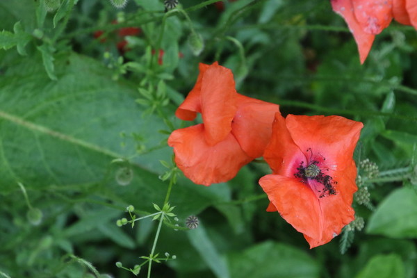 photo of Common Poppy