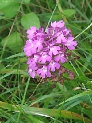 photo of Pyramidal Orchid