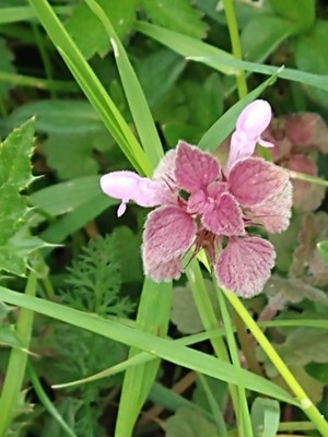 photo of Red Dead Nettle