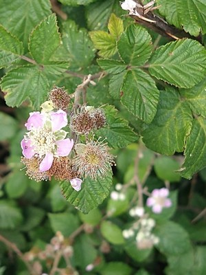 photo of Elm Leaved Bramble