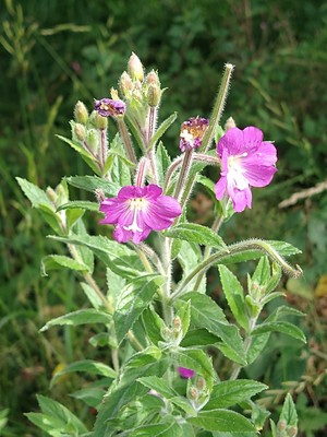 photo of Great Willowherb