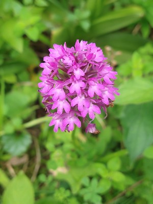 photo of Pyramidal Orchid
