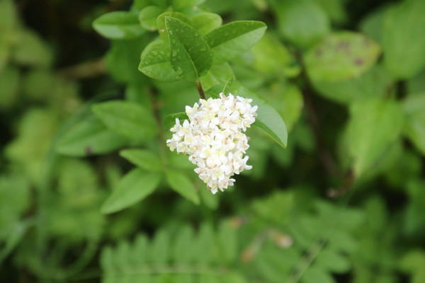 photo of Wild Privet