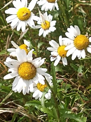 photo of Oxeye Daisy