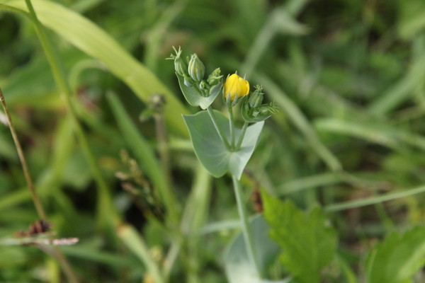 photo of Yellow Wort