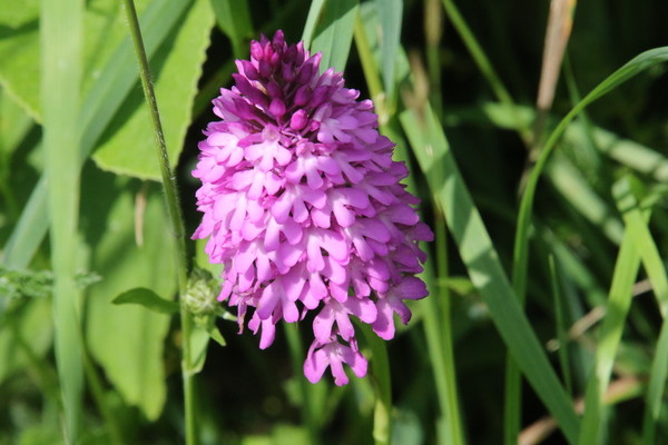 photo of Pyramidal Orchid