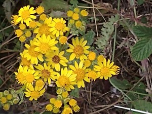 photo of Ragwort