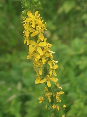 photo of Agrimony