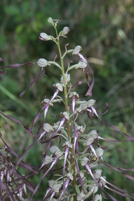 photo of Lizard Orchid