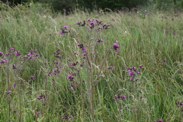photo of Marsh Thistle