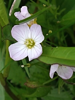 photo of Cuckoo Flower
