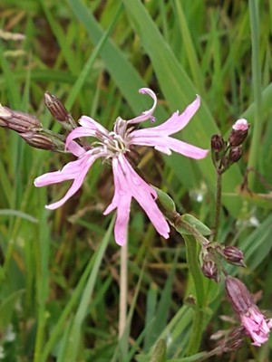 photo of Ragged Robin