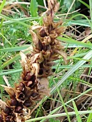photo of Knapweed Broomrape