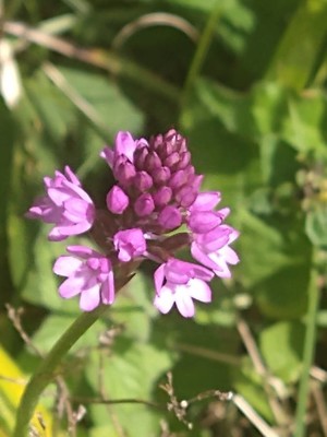 photo of Pyramidal Orchid