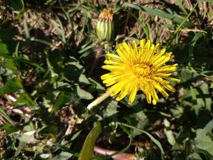photo of Dandelion