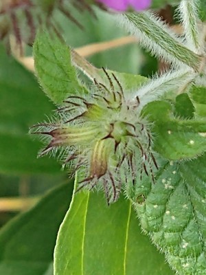 photo of Wild Basil