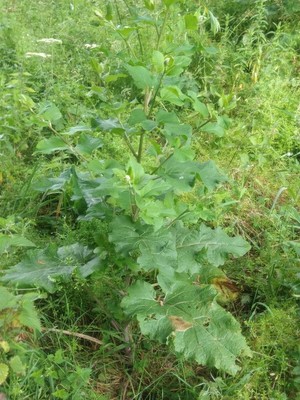 photo of Lesser Burdock