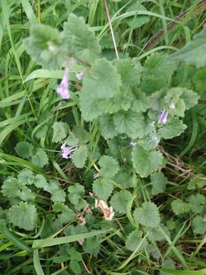 photo of Ground Ivy