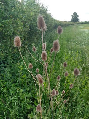 photo of Teasel
