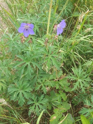 photo of Meadow Crane's Bill
