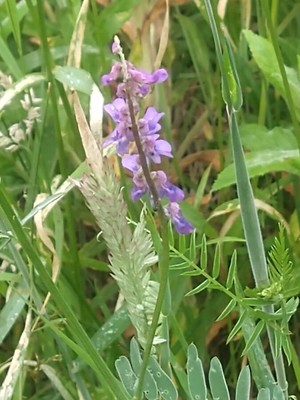 photo of Fodder Vetch