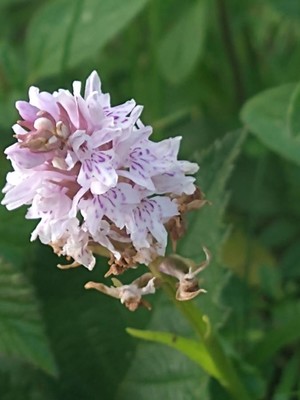 photo of Common Spotted Orchid