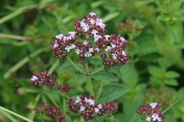 photo of Wild Marjoram
