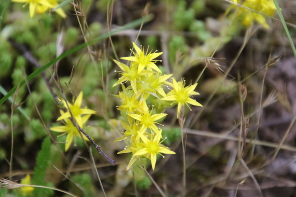 photo of Biting Stonecrop