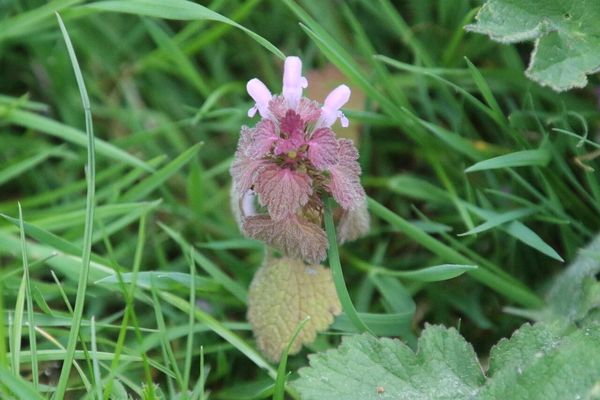 photo of Red Dead Nettle