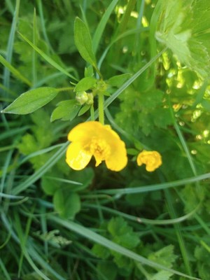 photo of Creeping Buttercup