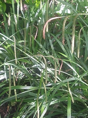 photo of Pendulous Sedge