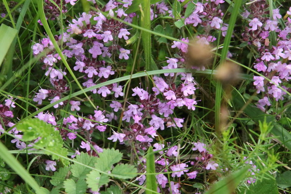 photo of Wild Thyme