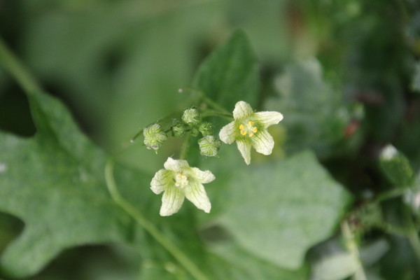 photo of White Bryony