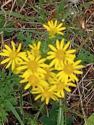 photo of Ragwort