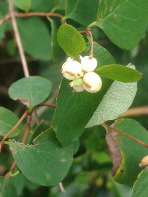 photo of Snowberry