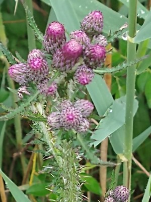 photo of Marsh Thistle