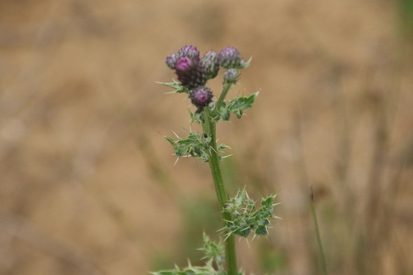 photo of Creeping Thistle