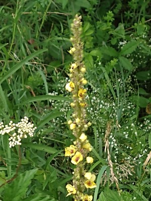 photo of Dark Mullein